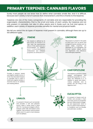 Cannabis-Leitfaden | THC und CBD