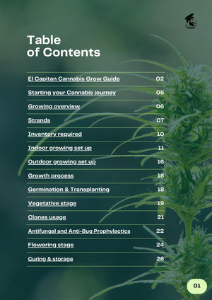 Cannabis-Leitfaden | THC und CBD